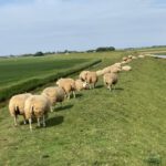 Schapen op de Dijk (1)