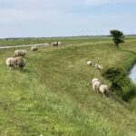 Schapen op de Dijk (2)