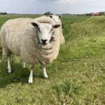 Schapen op de Dijk (3)