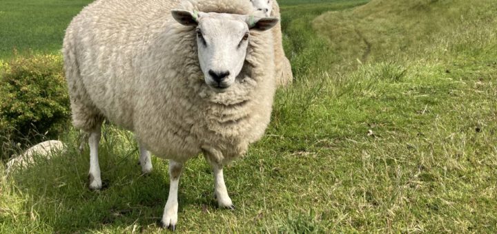 Schapen op de Dijk (3)