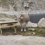 Een koe bij de tafel