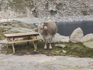 Een koe bij de tafel