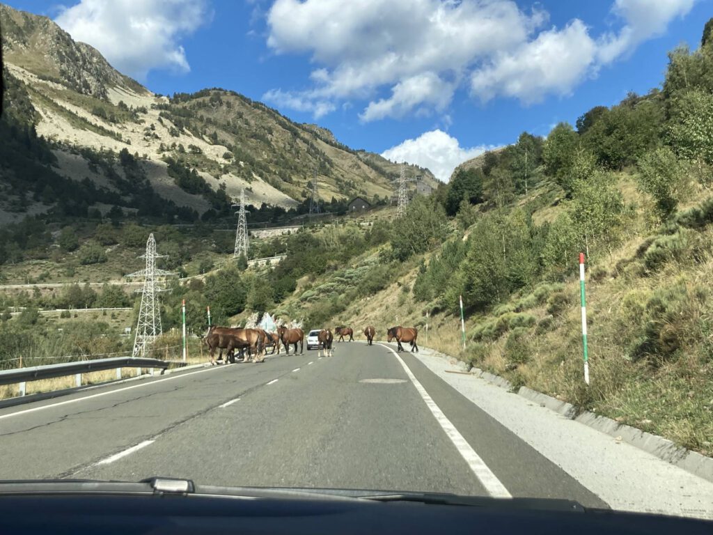 Paarden op de weg