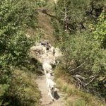 Een kudde schapen en honden op het pad