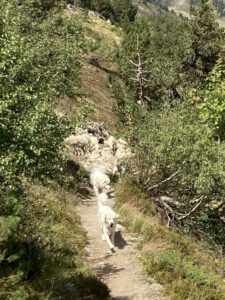 Een kudde schapen en honden op het pad