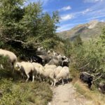 Een kudde schapen op het pad