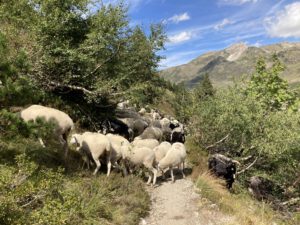 Een kudde schapen op het pad