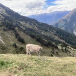 Een koe en een mooi uitzicht