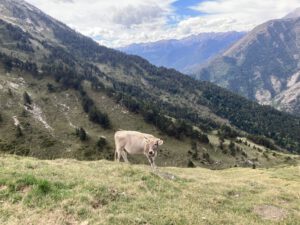 Een koe en een mooi uitzicht