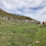 Paarden en een mooi uitzicht