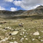 Paarden en een mooi uitzicht