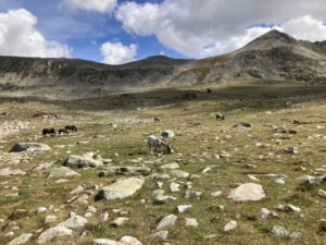 Paarden en een mooi uitzicht