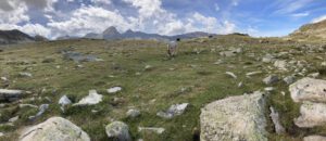 Paarden en een mooi uitzicht