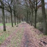 Leuk paadje in het bos