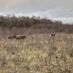 Runderen in het natuurgebied