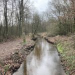 Stroompje in het bos