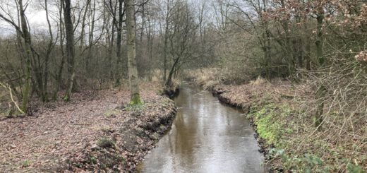 Stroompje in het bos