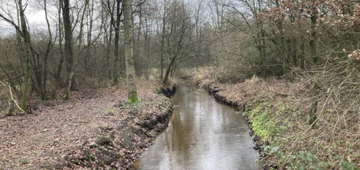 Stroompje in het bos