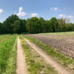 Een leuk karrenspoor