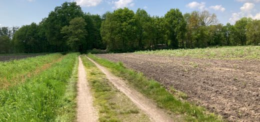 Een leuk karrenspoor