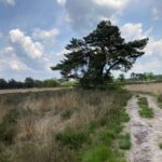 Een leuk karrenspoor een fraaie boom