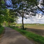 Een weg omzoomd door bomen