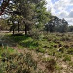 Heide en een zandpad