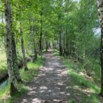 Een pad op een dijkje