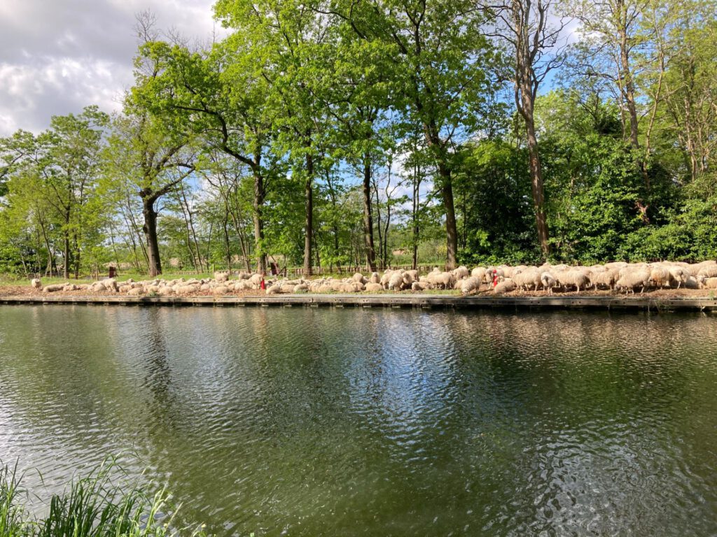 Een kudde schapen
