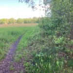 Het pad gaat hier het weiland in