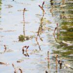 Kikkers in een vijver