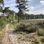 Een karrenspoor over de heide