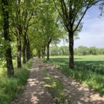Een weg omzoomd door bomen