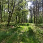 Een karrenspoor in het bos