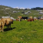 Een overzicht over Velika Stan