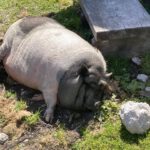 Een heel tevreden lui varkentje