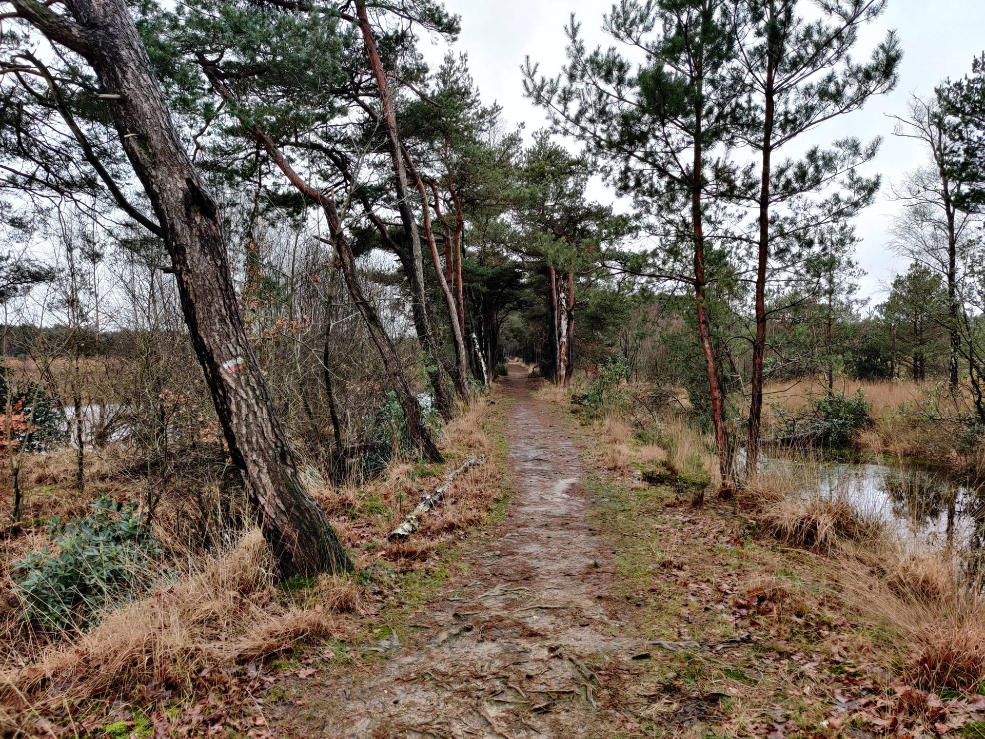 Een leuk paadje de heide op