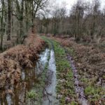 Een ondergelopen karrespoor