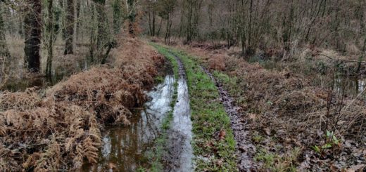 Een ondergelopen karrespoor