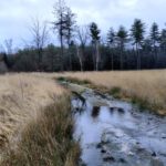 Een ondergelopen karrespoor