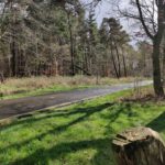 Mooie schaduwen van bomen