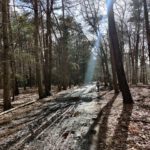 Een baggerig pad in het bos