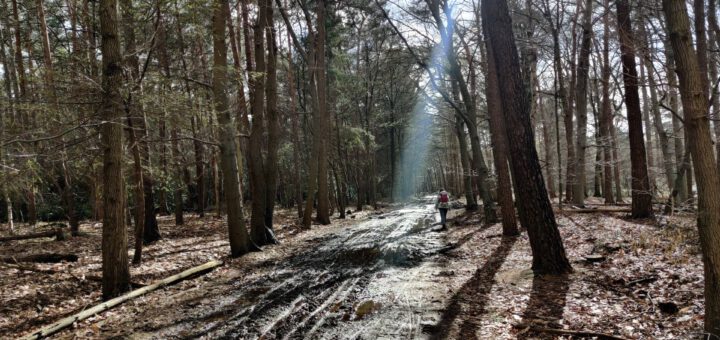 Een baggerig pad in het bos