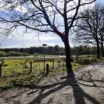 Een mooie boom en fraaie schaduwen