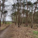 Een mooi pad door het bos