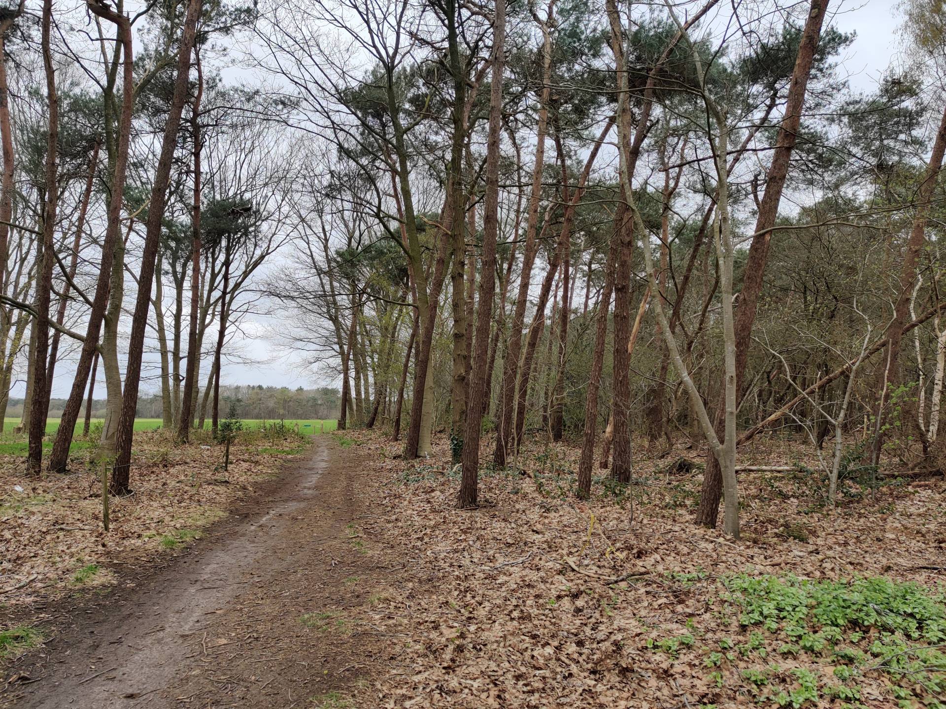 Een mooi pad door het bos