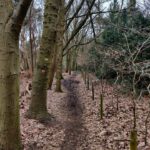 Een mooi pad door het bos