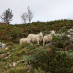 Schaapjes langs het wandelpad