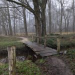 Leuk bruggetje in het bos