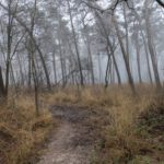 Leuk paadje in het bos
